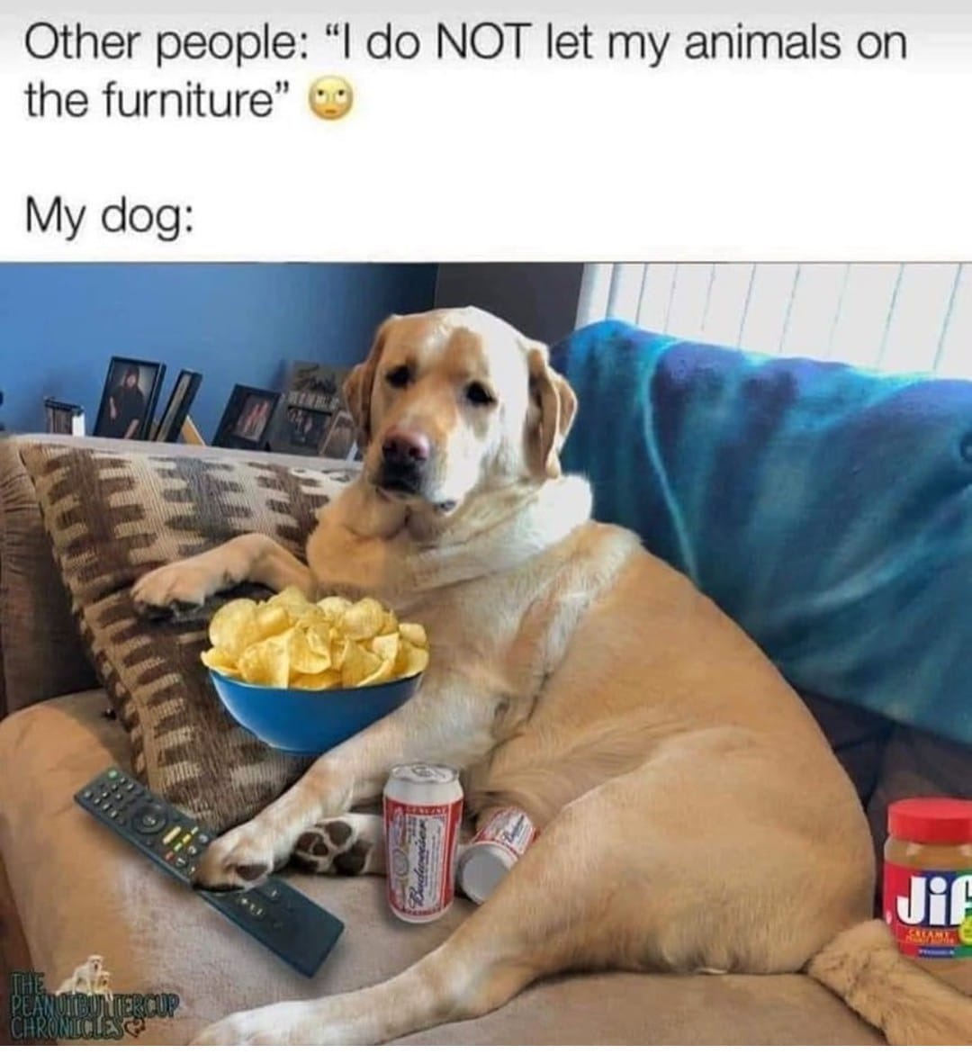 Dog meme daily